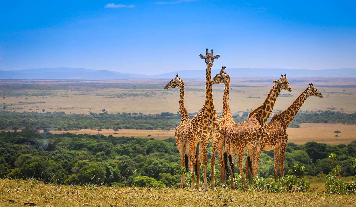 safari i nairobi