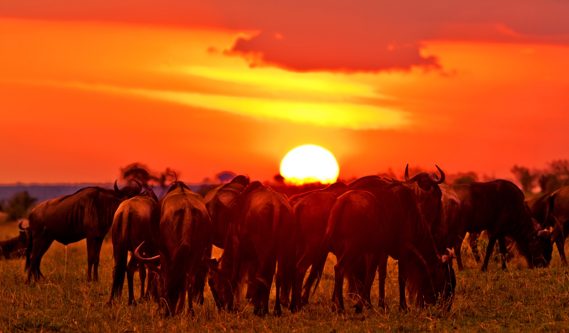 safari serengeti masai mara